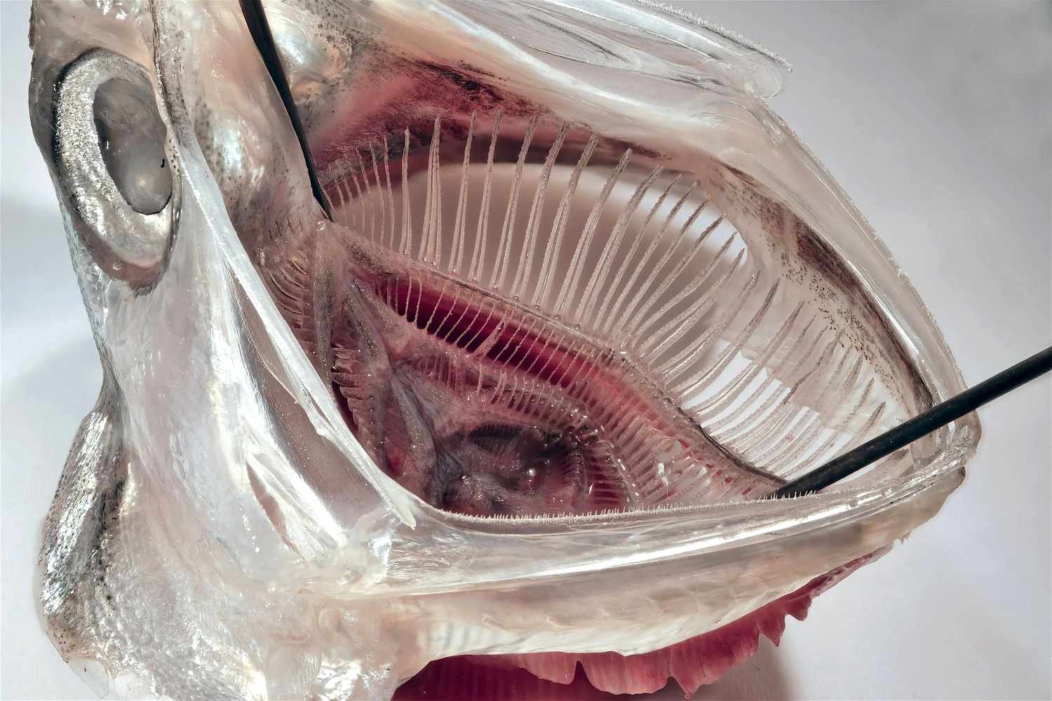 This Fish-Inspired Filter Could Keep Microplastics Out of Groundwater