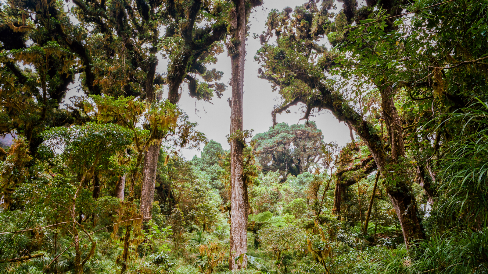 Trees in Panamas tropical forests are growing longer roots in the face of drought