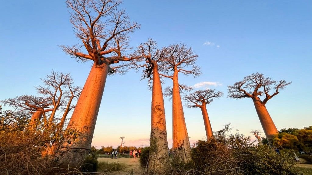 Avenue of the Baobabs Madagascars natural monument with dozens of mother of the forest trees