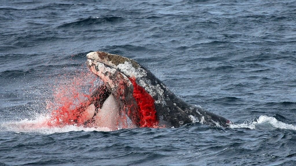 Orcas are adopting terrifying new behaviors. Are they getting smarter?