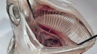 Fish Mouth Filter Removes 99% of Microplastics From Laundry Waste ScienceAlert