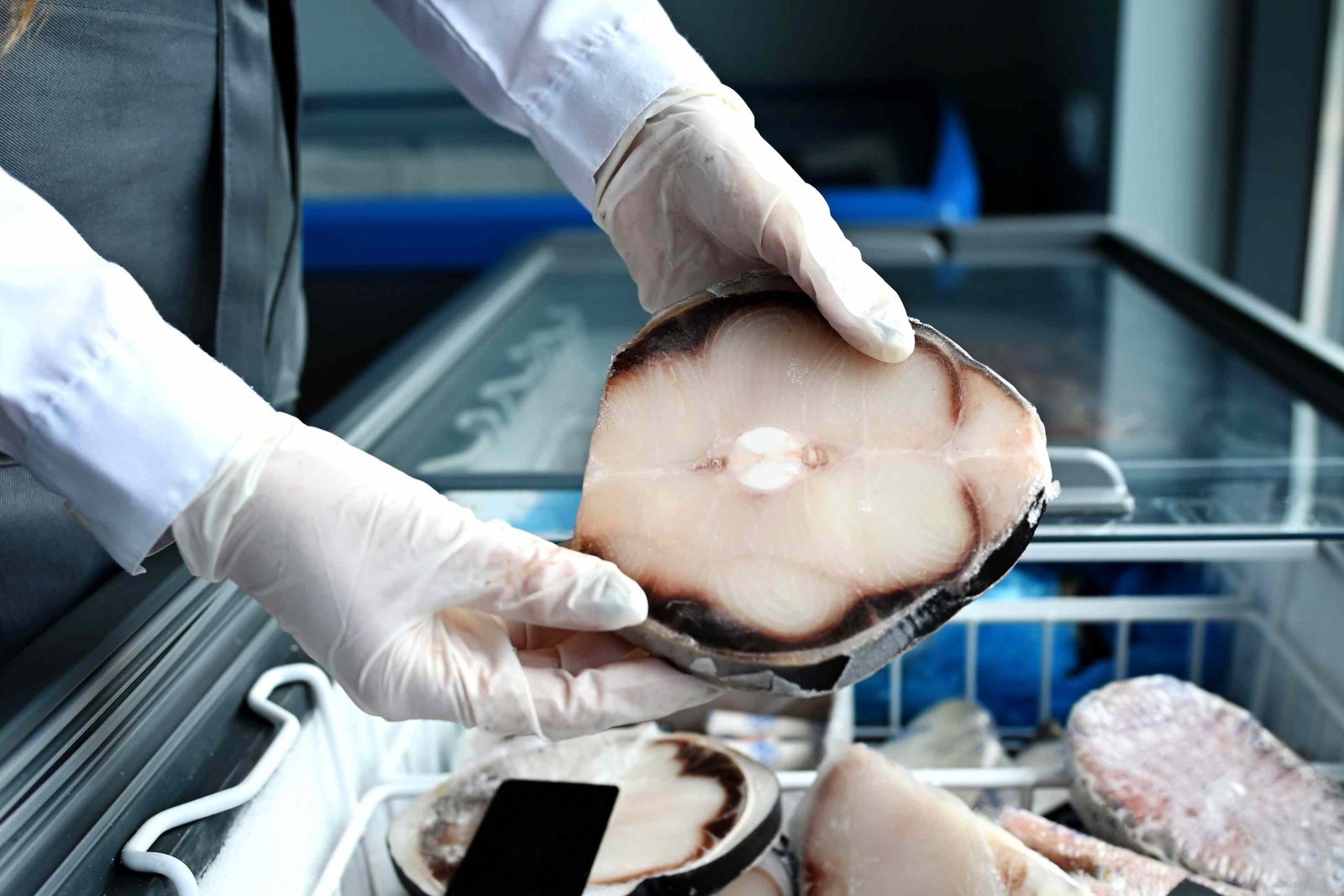 Shark Meat in U.S. Stores May Be From Endangered Species, Study Finds