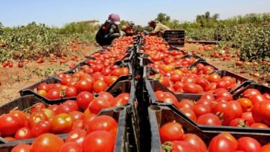 الهيئة للاستثمار تطلق مؤشرا لتقييم الأمن الغذائي