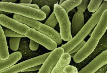 سحب جديد لبراعم الفجل في الولايات المتحدة بسبب E. coli والسالمونيلا.. FDA توسع تحذيراً غذائياً
